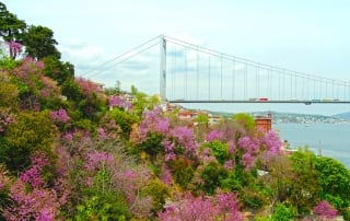 Judas Trees by the Bosphorus